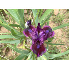 25-021: Sowell 20b8 X ? 25-021: Sowell 20b8 X ?