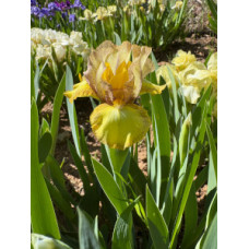 25-023: Sowell 20d3 X ?