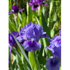 25-024: Sowell 20f12 X ?