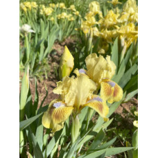 25-025: Sowell 20j2 X ? 25-025: Sowell 20j2 X ?