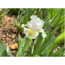 25-027: Sowell 21aa4 X ?