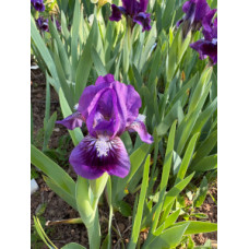 25-028: Sowell 21bb5 X ?