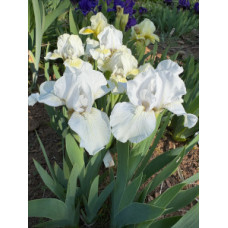 25-030: Sowell 21nn8 X ?