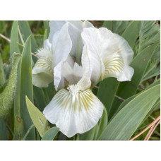 25-029: Sowell 21dd2 X ? 25-029: Sowell 21dd2 X ?