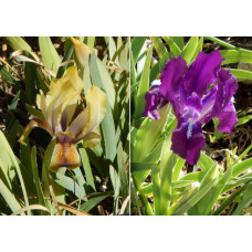 25-018: arilpum: Waters Q053-01: (Tadhiki Bandit x Sudden Butterflies) X Hildenbrandt GH 11-4-2: (Dunshanbe x Hidden Dragon) 25-018: arilpum: Waters Q053-01: (Tadhiki Bandit x Sudden Butterflies) X Hildenbrandt GH 11-4-2: (Dunshanbe x Hidden Dragon)