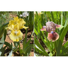 25-022: Sowell 20d2 X Sowell 22q 25-022: Sowell 20d2 X Sowell 22q