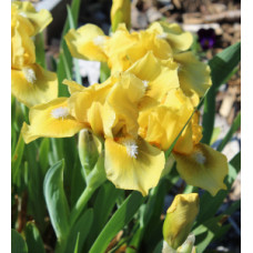 25-073: SDB NOID 311 X ?