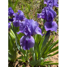 25-039: SDB Orchid Raye X Sowell 43