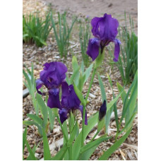 25-058: IB NOID 867 (I. aphylla form or hybrid) X ?