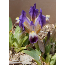 26-004: I. pumila: Waters P063-16 X ?