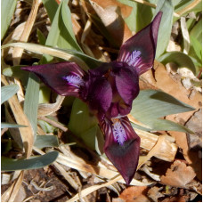 25-006: I. pumila Waters P070-08 (tiny red-violet) X ?