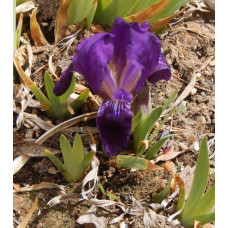 25-010: I. lutescens (violet, ex SRGC) X ? 25-010: I. lutescens (violet, ex SRGC) X ?