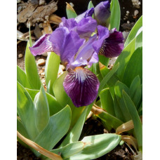 25-012: Waters S055-06: (MDB Beetlejuice x I. lutescens) X ?