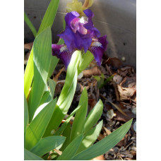 25-014: Waters T074-01: (BB Brown Lasso X I. reichenbachii ex Mt. Vikos) X ?