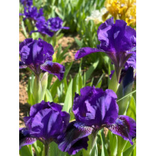 25-034: Sowell gg X ?