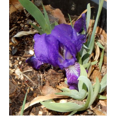 25-005: I. lutescens (violet, ex HIPS) X ?