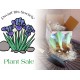 plant sale info